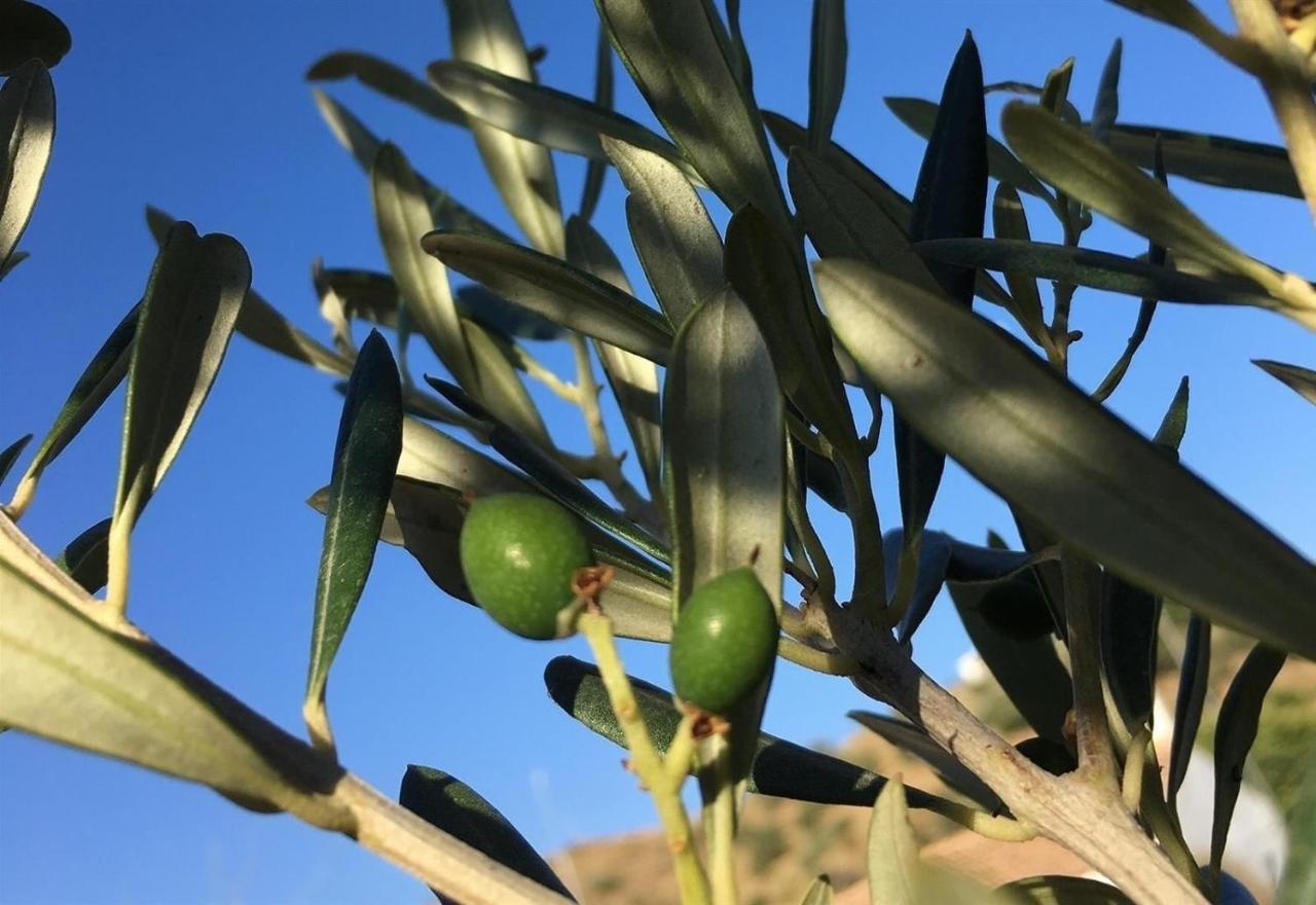 Algarrobo Azul Βίλα Almuñécar Εξωτερικό φωτογραφία